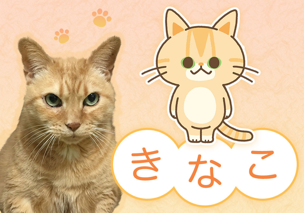 なごむくん×改源錠 限定コラボパッケージ  つらいかぜのおともに 